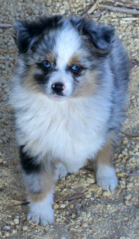 mini aussie maltese mix